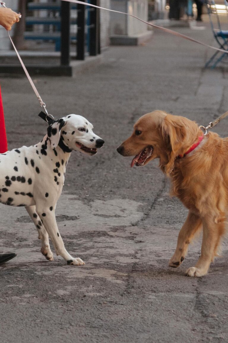 Two friendly dogs, Dalmatian and Golden Retriever, interact on an urban sidewalk.